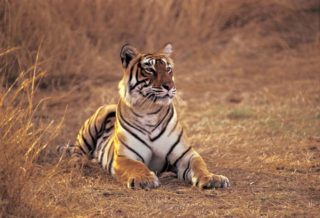 The Oberoi Vanyavilas Wildlife Resort, Ranthambhore Saváj Madhopur Kültér fotó