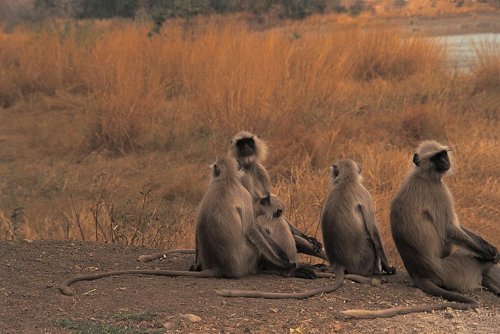 The Oberoi Vanyavilas Wildlife Resort, Ranthambhore Saváj Madhopur Kültér fotó