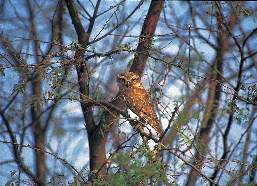 The Oberoi Vanyavilas Wildlife Resort, Ranthambhore Saváj Madhopur Kültér fotó